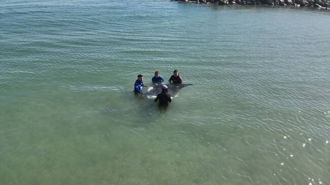 Uno de los manejos con una de las mantas avistadas cerca de la costa en Oliva